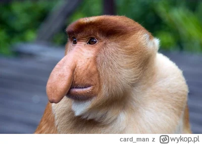 card_man - Fajny ten nowy wykop. Taki nie za ładny, nie za szybki, taki pryma sort. 
...