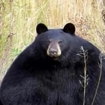 d1ck - Te misie to totalne fajtłapy
#gielda