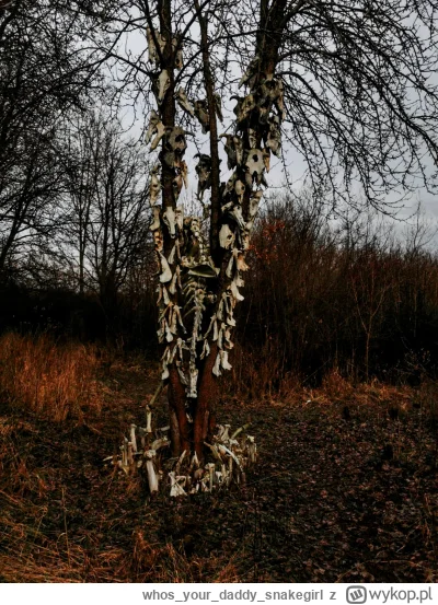 whosyourdaddy_snakegirl - Dziewica odprawiona, rytuał wykorzystany trza wracać bo zma...