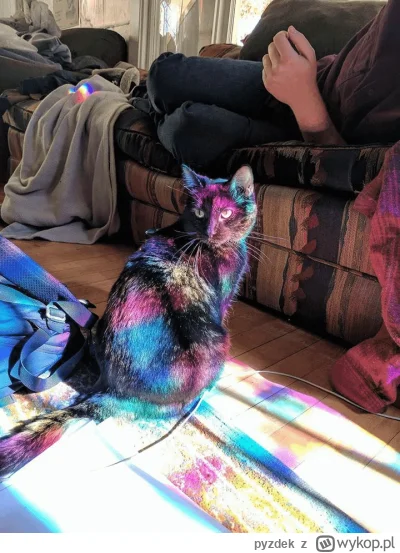 pyzdek - @mala_kropka: