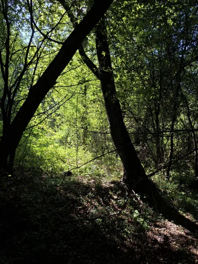 Gontyn- - #przegryw #spierdotrip