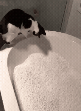 jestemtakizmeczony - #smiesznekotki 🧵
#gifyzkotkami #smiesznekoty #gifyzkotami