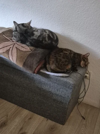 Lujdziarski - #pokazkota #dziarskikacperek Sztama jest