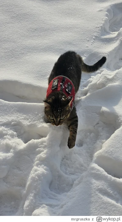 mrgruszka - @pawelJG pozdrowienia od śnieżnej kici