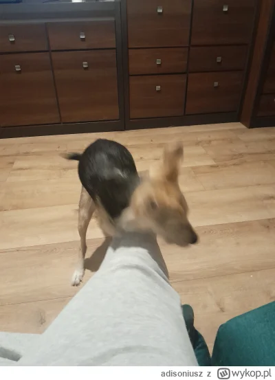 adisoniusz - mały zboczeniec