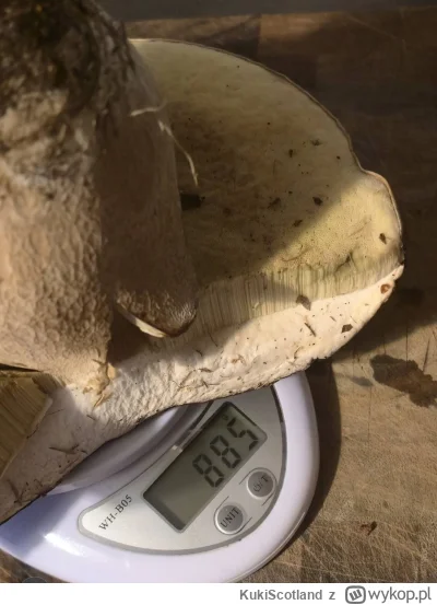 KukiScotland - #grzyby Taki okaz😁
