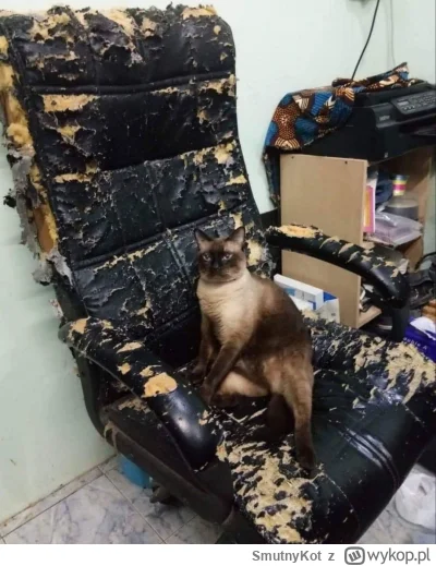SmutnyKot - #dziwnekotki
