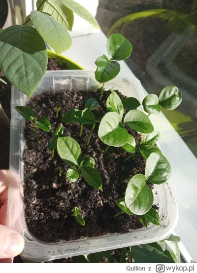 Qullion - Kolejny tydzień z pomelo #ogrodnictwo #rosliny. Wiosna znowu idzie, słońce ...