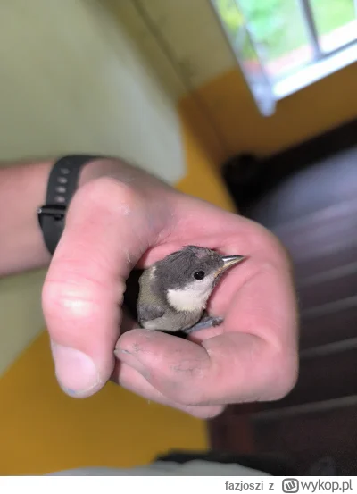 fazjoszi - Co ja się na biegałem za nią XD
Żeby ją uwolnić (✌ ﾟ ∀ ﾟ)☞
#zwierzaczki