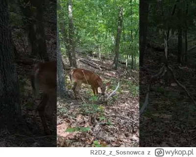 R2D2zSosnowca - Jako, że był weekend i była ładna pogoda a ponadto był tutejszy dzień...