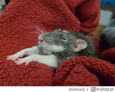 jmateuszj - #gielda #meczennicyxtb #xtb Dzień dobry, szczur dziś w leniwym ale dobrym...