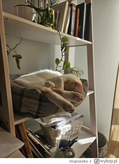 mrgruszka - @Mega_Smieszek zgadnij ( ͡° ʖ̯ ͡°)