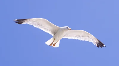 themindcrusherHS - Czy Gołomp Morski zasługuje na plusa? 

Mewa Srebrzysta (Larus arg...