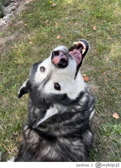 pedriux - Cześć! Nasz 12-letni psiak w typie husky/malamut ma chorą wątrobę, trzeba m...