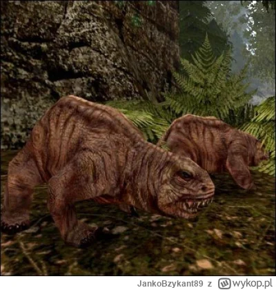 JankoBzykant89 - To tylko para kretoszczurów, ale nie bądź obojętny, okaż sympatię (｡...