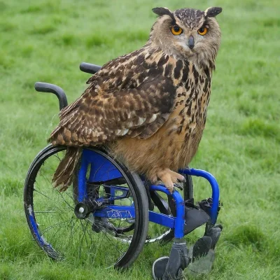 DeltaFosBeta - @DisabledOwl: