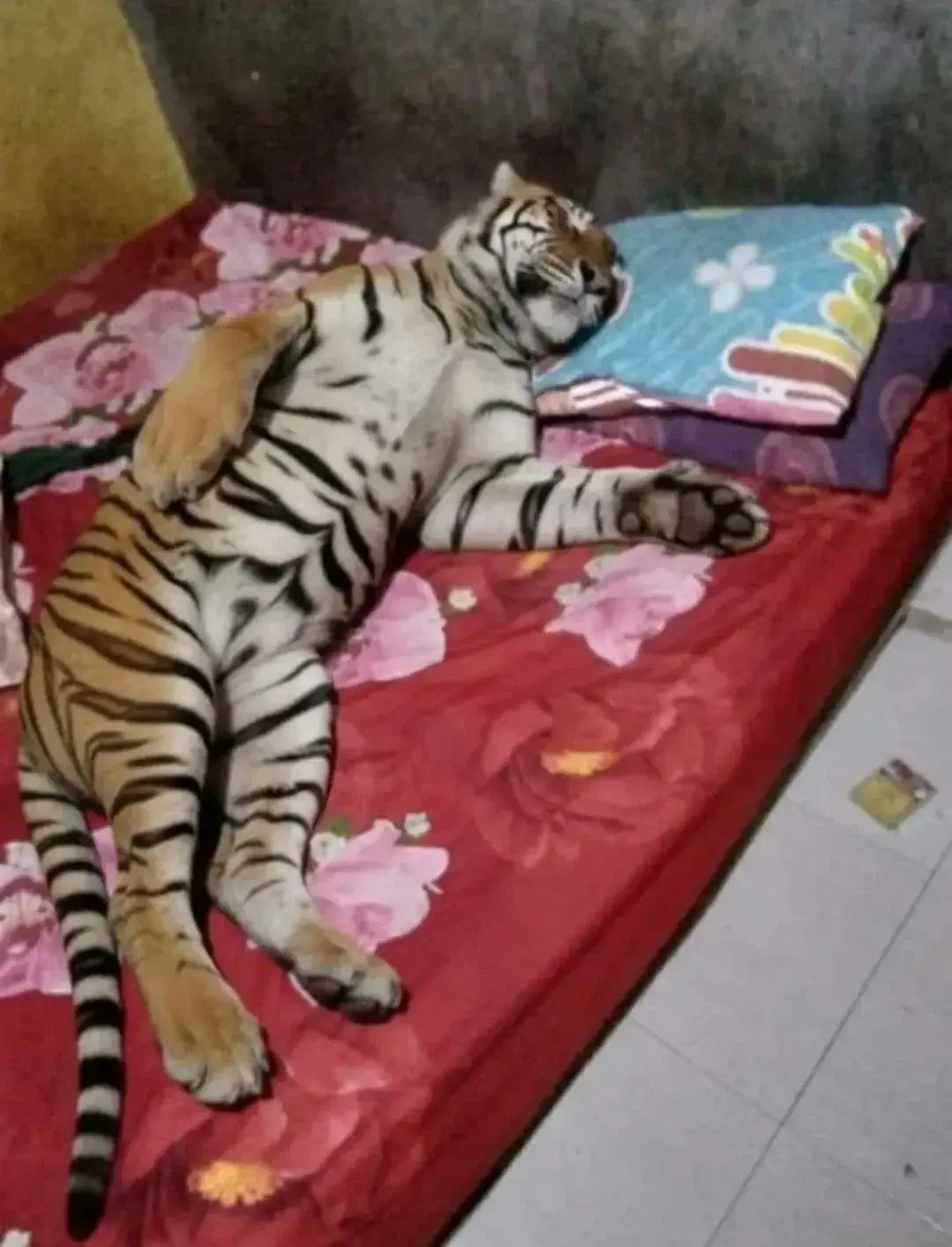 Camel1913 - nastruj typu
#przegryw