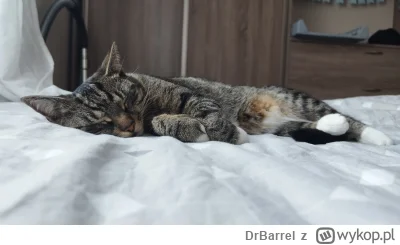 DrBarrel - Co by tu produktywnego zrobić? ( ͡° ͜ʖ ͡°)
#pokazkota #kitku #koty