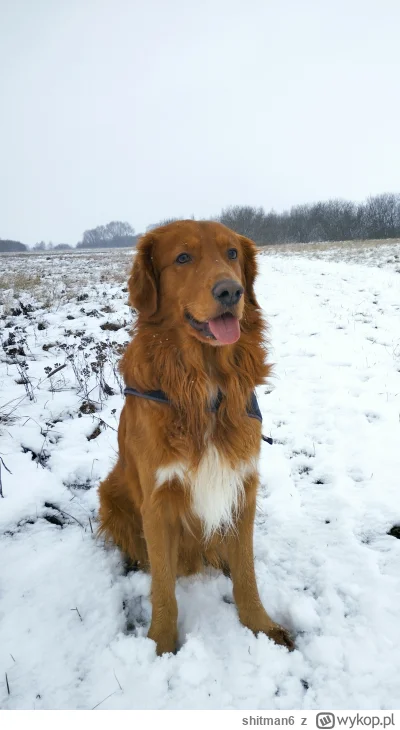 shitman6 - Spacerek
#pokazpsa