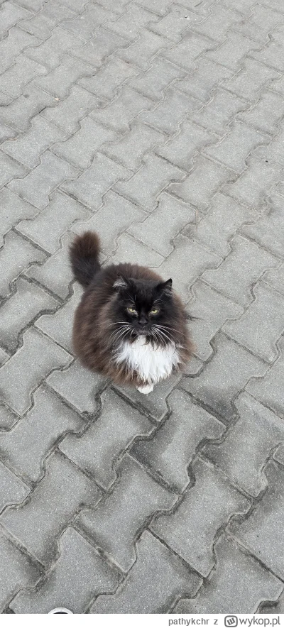 pathykchr - Ale fajne kitku spotkałem 

#kitku #koty #koteczkizprzypadku