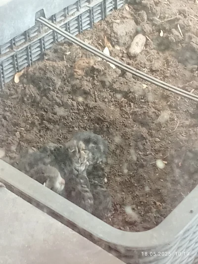 mariusz95gd - Kochani, w donicy na moim balkonie kotka którą dokarmiam urodziła 7 mal...