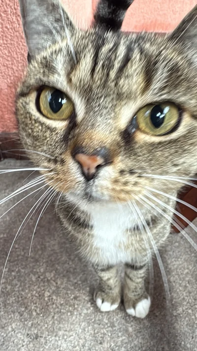 Deatg - #pokazkota #kot #koteczkizprzypadku