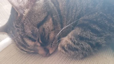 Sandrinia - Śpiulka sobie
#koty #pokazkota
