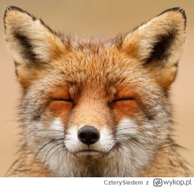 CzterySiedem - Z takich dziwnych rozkmin. 

Pierwszy artykuł jaki przeczytałem w swoi...