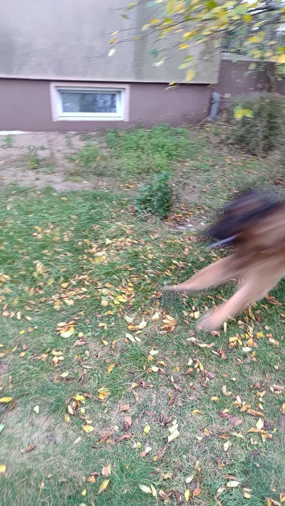 derzaba - ja perdole wróciłeś człowiek japerdole japerdole a----------a 
#pokazpsa