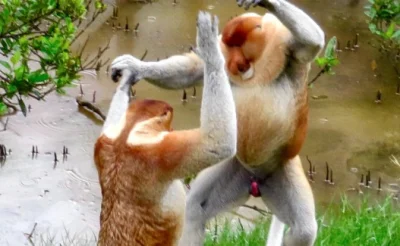 carlosRK88 - #awanturaokase Mamy nowych mistrzów MELANŻ!!!