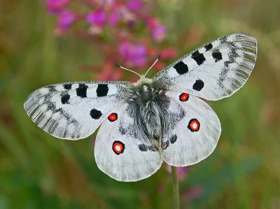 Apaturia - Gorzki motyl. Niepylak apollo (Parnassius apollo) to pod wieloma względami...