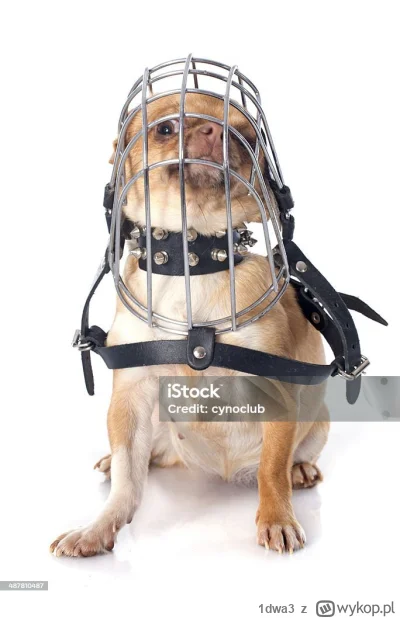 1dwa3 - >psy ras dużych (powyżej 5 kg)

@PiotrWielkopolska: xD