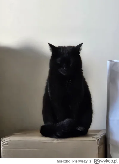 Mierzko_Pierwszy - #pokazkota

Plusujcie medytujacego kota. Nikt nie pulsuje medytują...