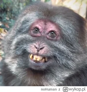 noHuman - Dzień jak co dzień z tymi naszymi kochanymi abberacjami chromosamalnymi w m...
