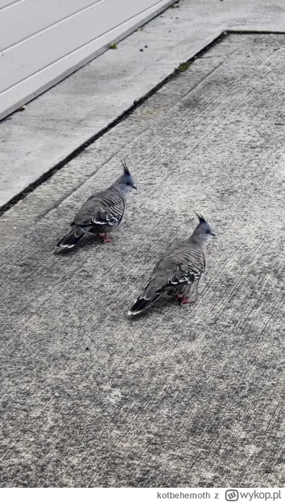 kotbehemoth - Widzieliście że w #australia gołębie mają irokezy?

#ciekawostki