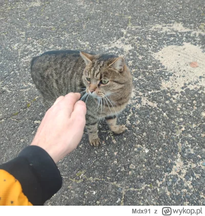 Mdx91 - Szlakowy, bezogonowy kitku
#koteczkizprzypadku #mdxzkapcia