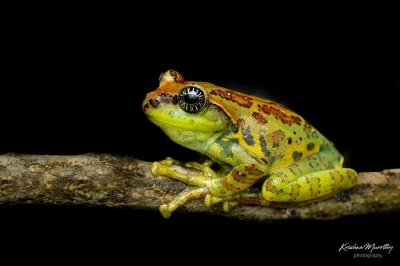 Lifelike - Raorchestes signatus ["Star-eyed Bush Frog"]
Autor
#photoexplorer #fotogra...