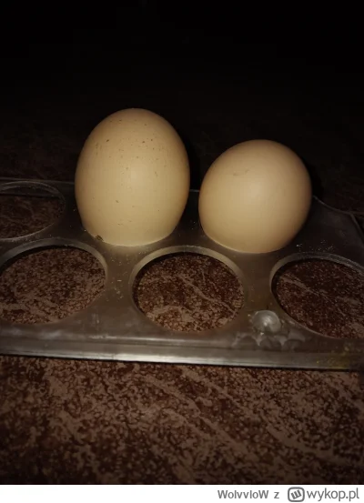 WolvvloW - @krytyk1205 mogom być?