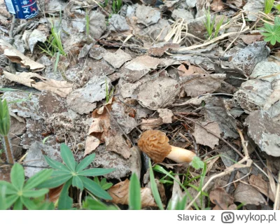 Slavica - @DigitalPasztet