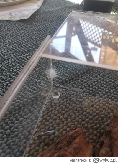 omnitreks - Potrzebna pomoc!!!
Z synem w okresie letnim zbieramy pająki do malutkiego...