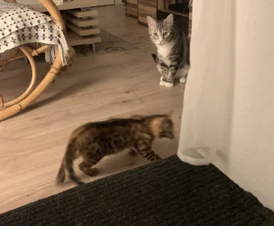 Lujdziarski - #pokazkota #dziarskikacperek Udusze ich kiedys xD