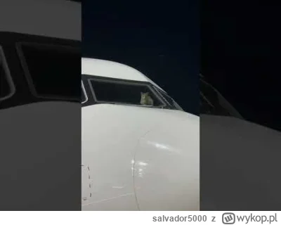 salvador5000 - #koty #smiesznykotek