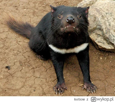 ketiow - #raportzpanstwasrodka Dobra jak już jesteśmy rozruszani na tagu. To jestem c...