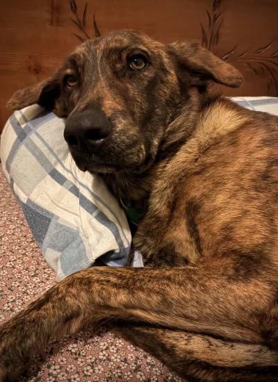 asdfghjkl - Halo policja? Coś mi się zalęgło w łóżku #manolina