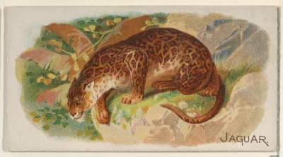 Loskamilos1 - Numer 24, znowu duży koteł, jaguar, wyszedł dość dziwnie, ale i tak chy...