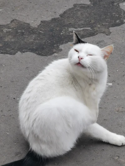 SatanWasa_Babyboomer - Ale pięknego kotka spotkałem (ʘ‿ʘ)

#kot #kitku #koty #pokazko...