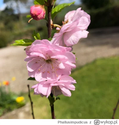 Phallusimpudicus - To na filmie to chyba Migdałek trójklapowy (Prunus triloba) - wiel...