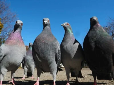 SmutnyScrollownik - #przegryw