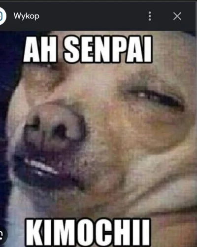 cicha_pacha - @kecajek: tajskie koty zgubiły swojego senpai... 
Gdzie jesteś SENPAII