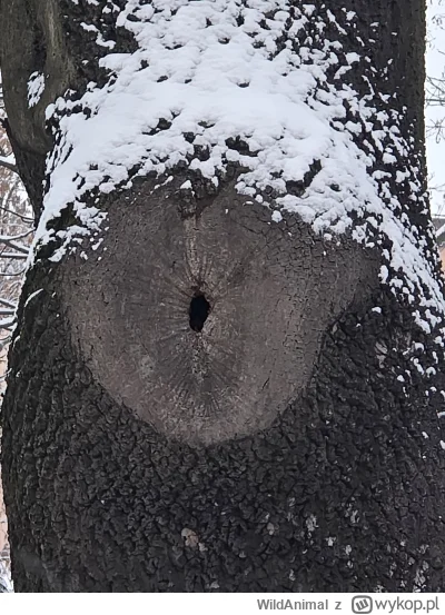 WildAnimal - Natura jest niezwykła. 
Zdjęcia dziupli u podnóża Jasnej Góry. 

#jasnag...